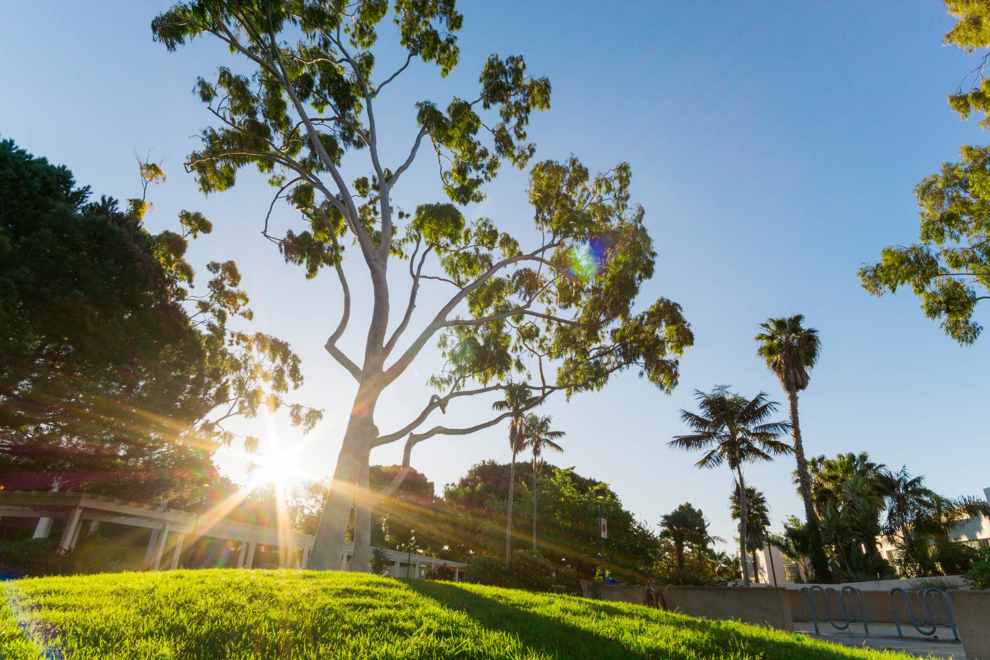 Tree on campus